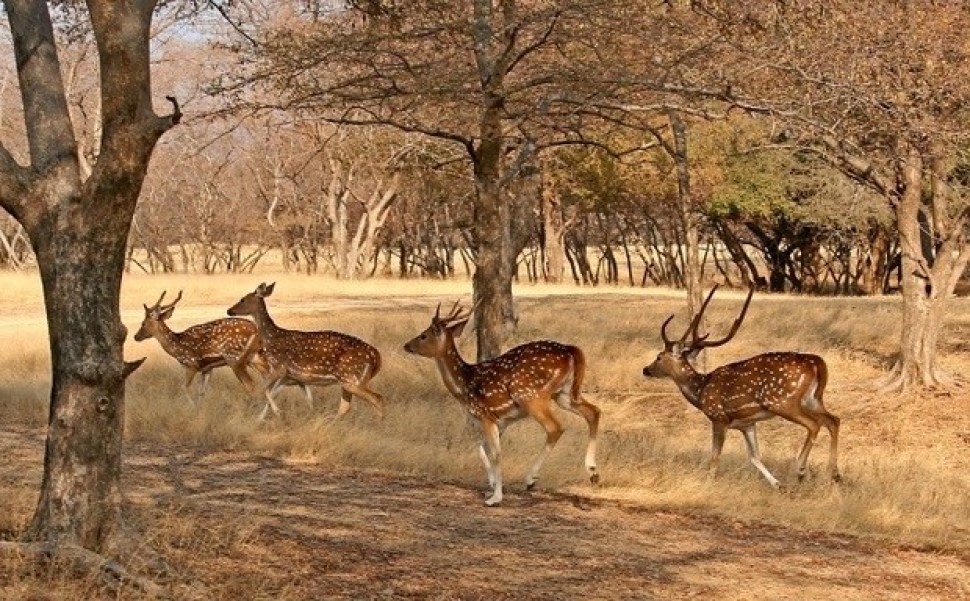Desert-NAtional-Park.jpg